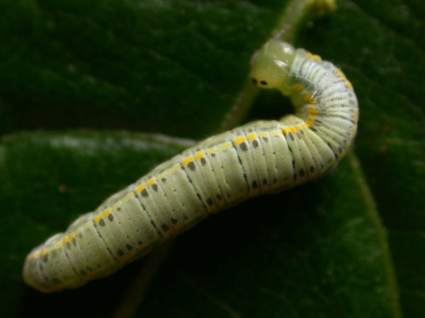 Greta sp. 5th instar, KRW-211-2