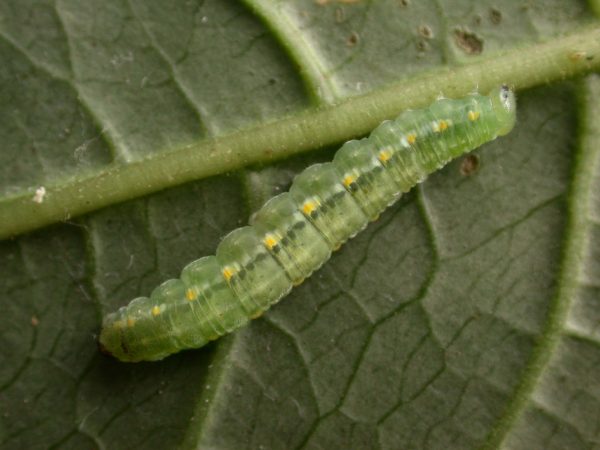 Greta sp. 5th instar, KRW-288