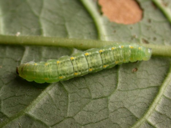 Greta sp. 5th instar, KRW-288