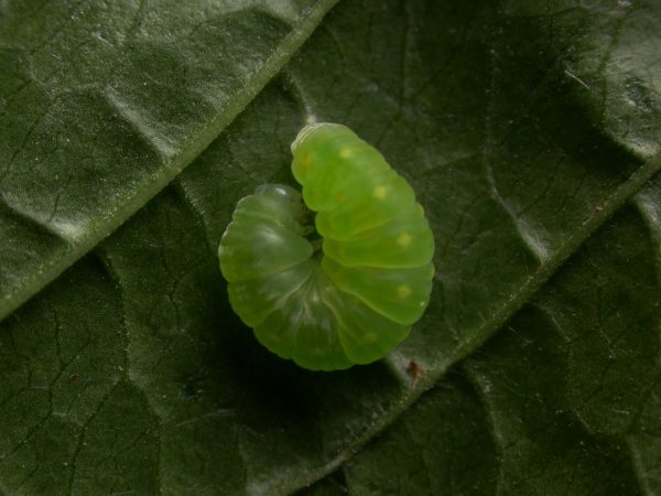 Greta sp. pupa, KRW-142