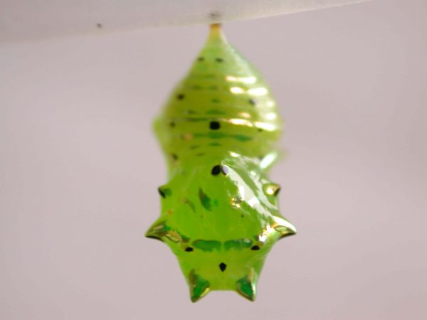 Greta sp. pupa dorsal, KRW-211-2