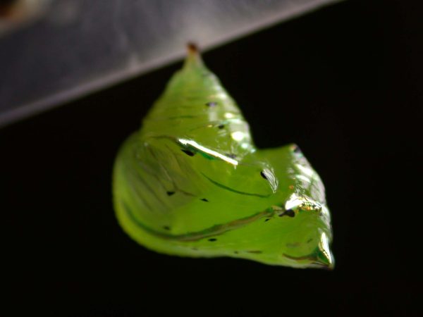 Greta sp. pupa dorsal, KRW-211-2