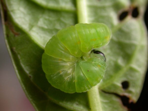 Greta sp. prepupa, KRW-209