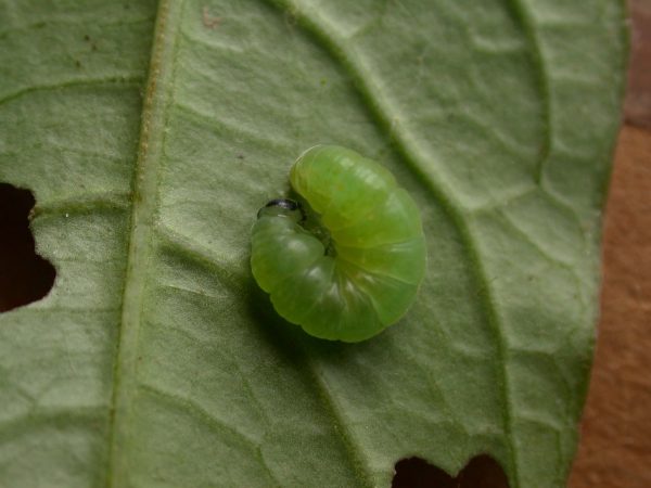 Greta sp. prepupa, KRW-211-2