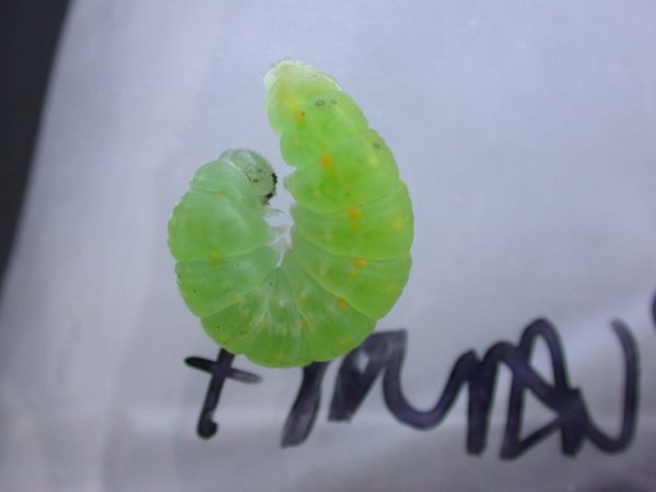 Greta sp. prepupa, KRW-