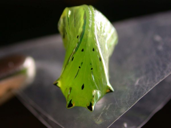 Greta sp. pupa ventral, KRW-211-2
