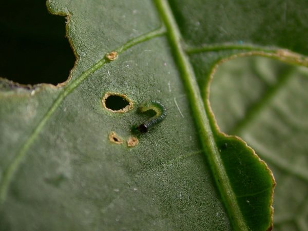Greta theudelinda 1st instar, KRW-224