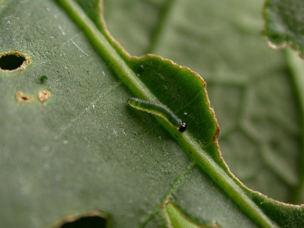 Greta theudelinda 1st instar, KRW-224