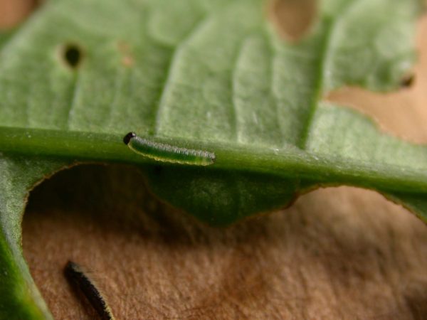 Greta theudelinda 1st instar, KRW-224