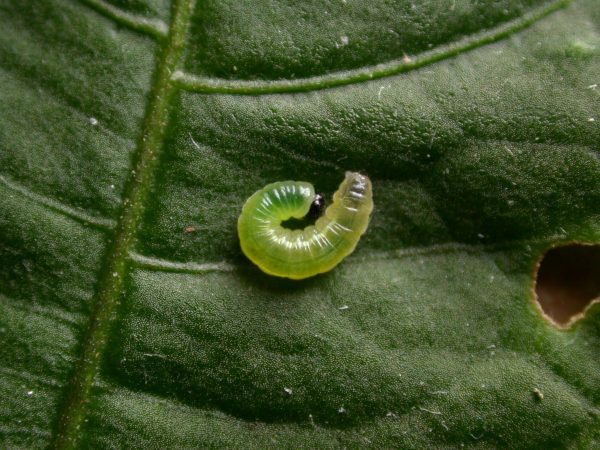 Greta theudelinda 2nd instar, KRW-224