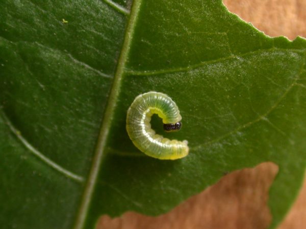 Greta theudelinda 3rd instar, KRW-224