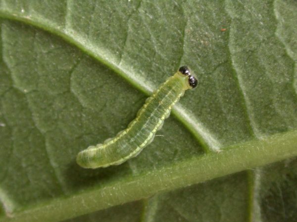 Greta theudelinda 4th instar, KRW-224