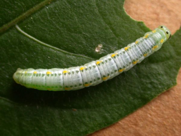 Greta theudelinda 5th instar, KRW-224