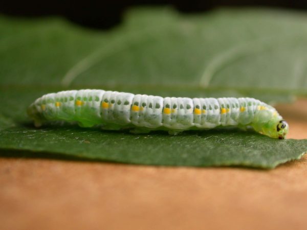 Greta theudelinda 5th instar, KRW-224