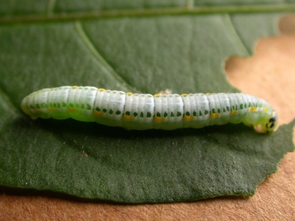 Greta theudelinda 5th instar, KRW-224
