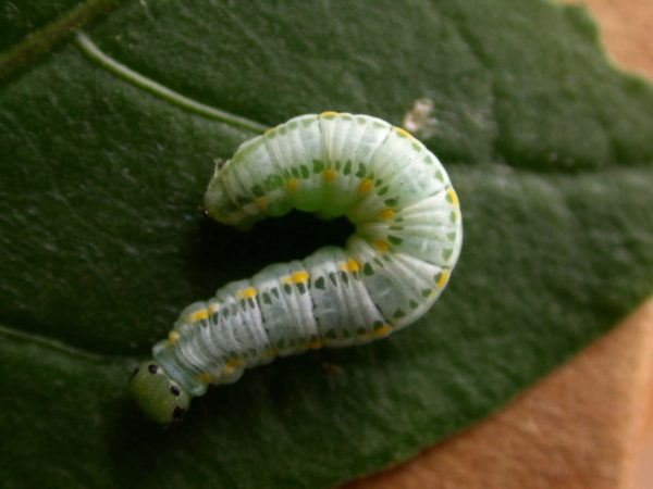 Greta theudelinda 5th instar, KRW-224