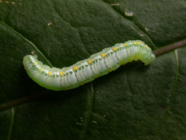 Greta theudelinda 5th instar, KRW-224