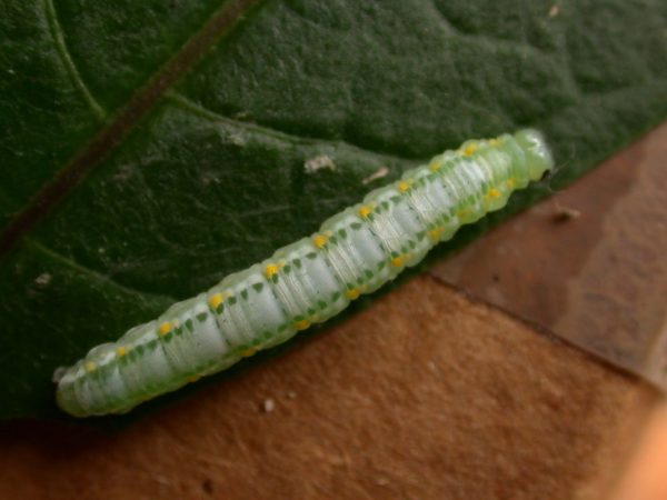 Greta theudelinda 5th instar, KRW-224
