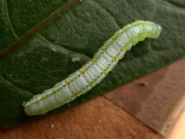 Greta theudelinda 5th instar, KRW-224