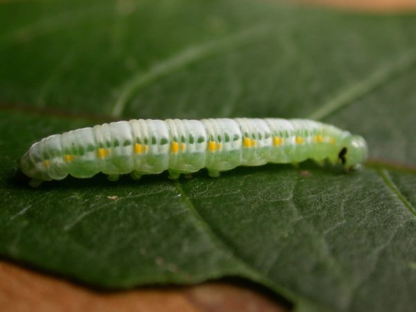 Greta theudelinda 5th instar, KRW-224