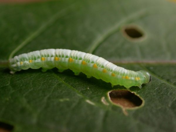Greta theudelinda 5th instar, KRW-224