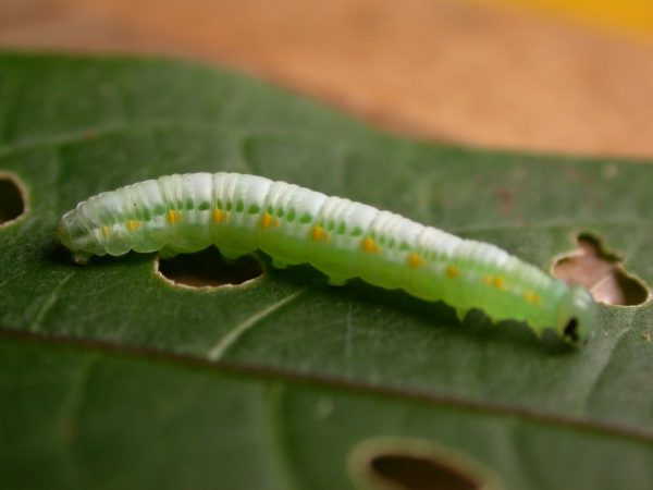 Greta theudelinda 5th instar, KRW-224
