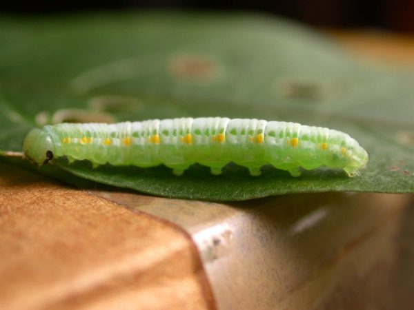 Greta theudelinda 5th instar, KRW-224