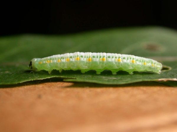 Greta theudelinda 5th instar, KRW-224