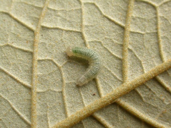 Hyalenna sp. 4th instar, KRW-42
