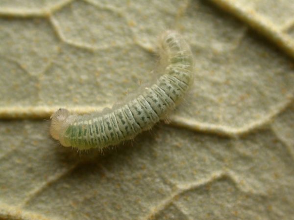 Hyalenna sp. 4th instar, KRW-42