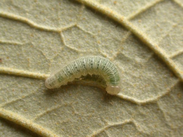 Hyalenna sp. 4th instar, KRW-42