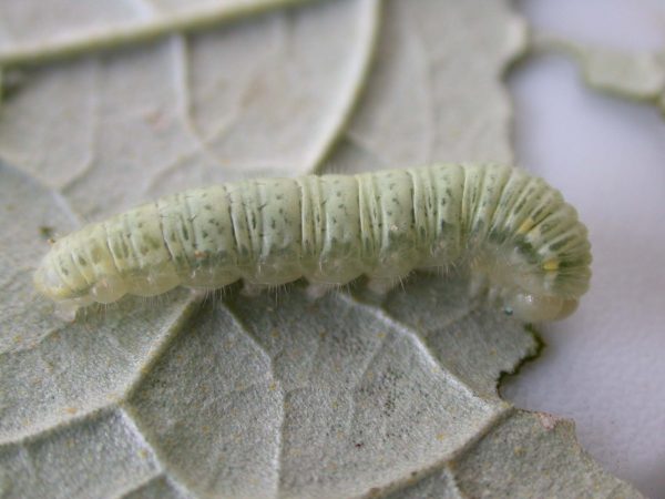 Hyalenna sp. 5th instar, KRW-42