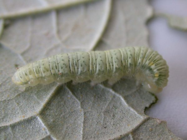 Hyalenna sp. 5th instar, KRW-42