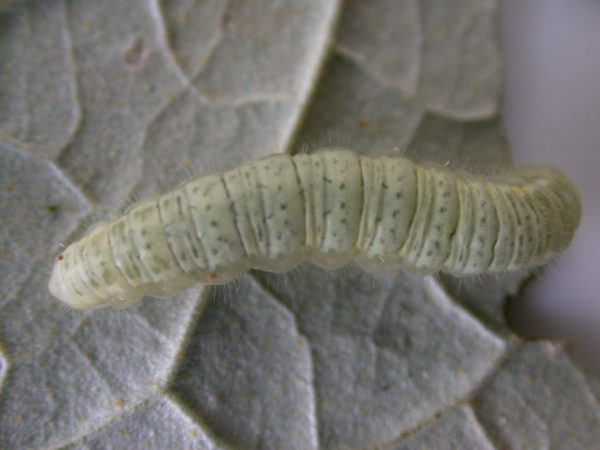 Hyalenna sp. 5th instar, KRW-42