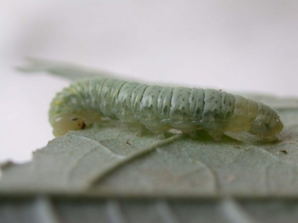 Hyalenna sp. 5th instar, KRW-42