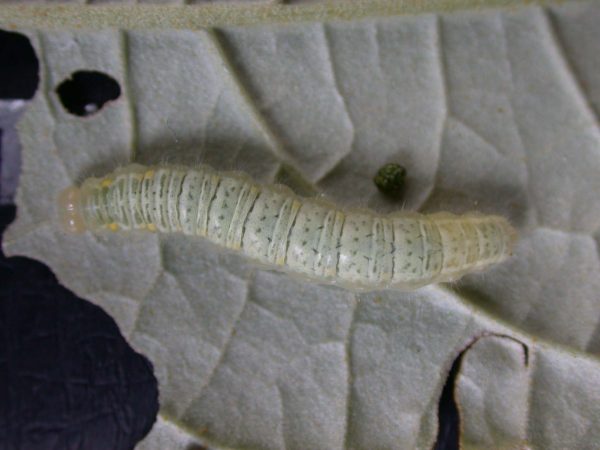 Hyalenna sp. 5th instar, KRW-42