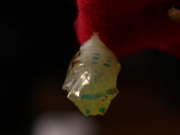 Hyalenna sp. pupa, KRW-42