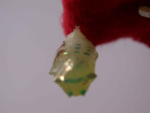 Hyalenna sp. pupa, KRW-42