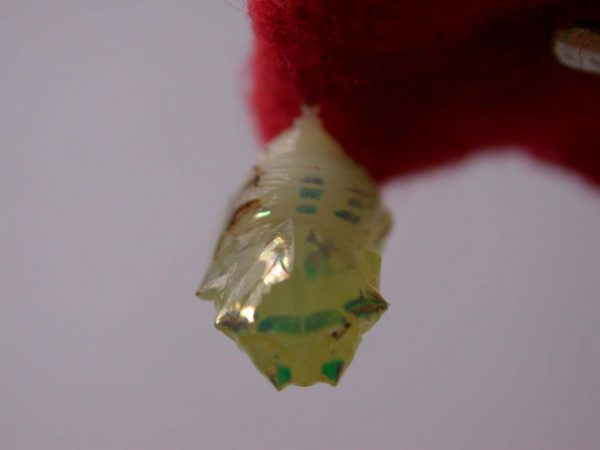 Hyalenna sp. pupa, KRW-42