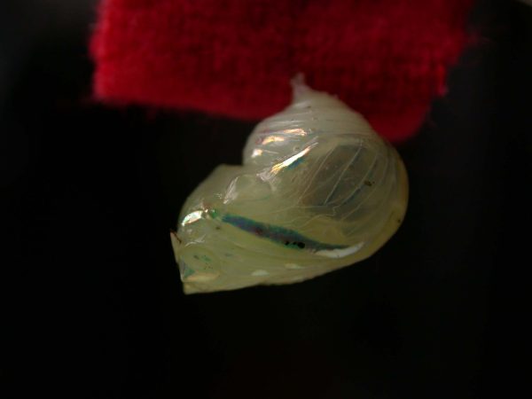 Hyalenna sp. pupa, KRW-42