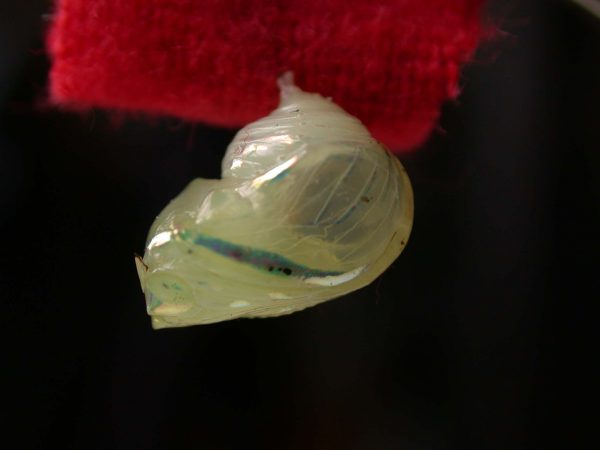 Hyalenna sp. pupa, KRW-42