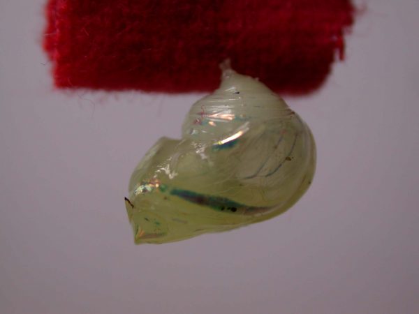 Hyalenna sp. pupa, KRW-42