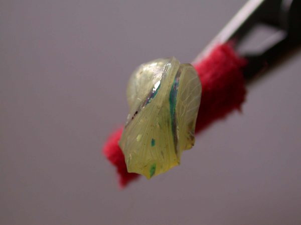 Hyalenna sp. pupa, KRW-42