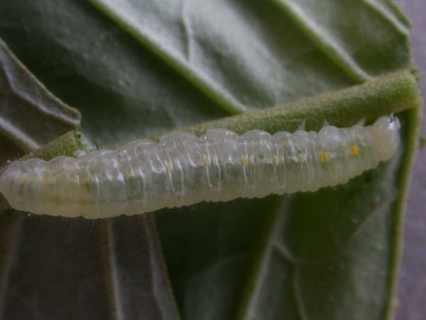 Hyalenna sp. prepupa, KRW-42