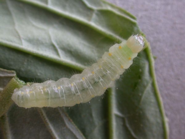 Hyalenna sp. prepupa, KRW-42