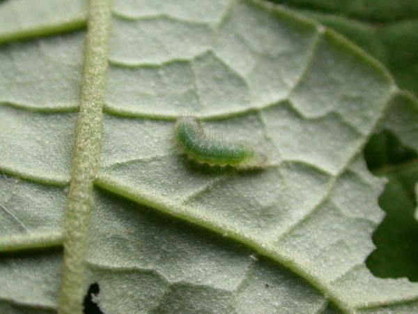 Hyalenna sulmona 2nd instar, KRW-174