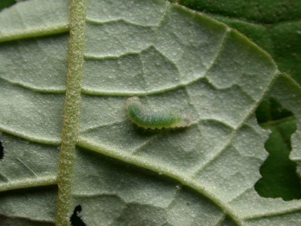 Hyalenna sulmona 2nd instar, KRW-174
