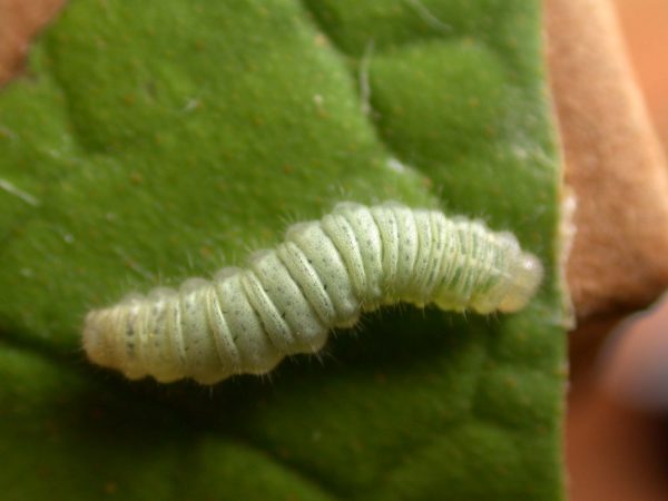 Hyalenna sulmona 4th instar, KRW-174