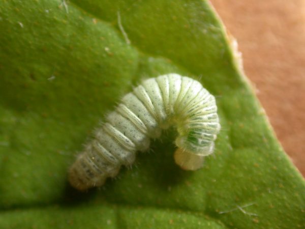 Hyalenna sulmona 4th instar, KRW-174