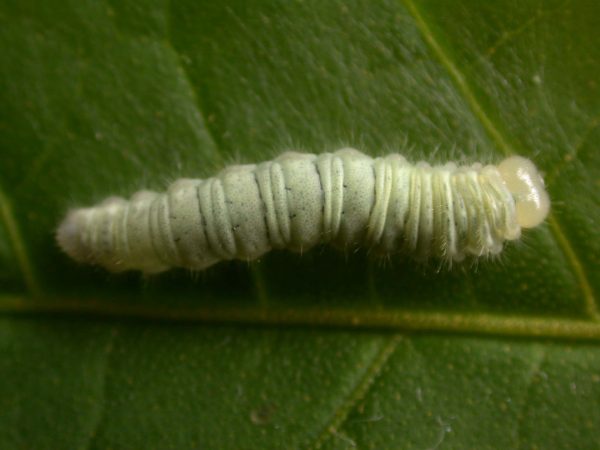 Hyalenna sulmona 5th instar, KRW-174